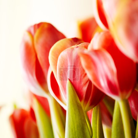 Beautiful bouquet of red tulips