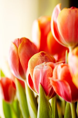 Beautiful bouquet of red tulips