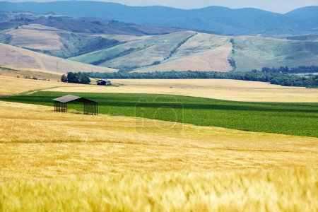 Wheat field in tuscany
