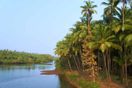 Scenic view of wild tropical jungle