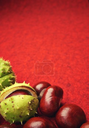 chestnut with crust on a red background