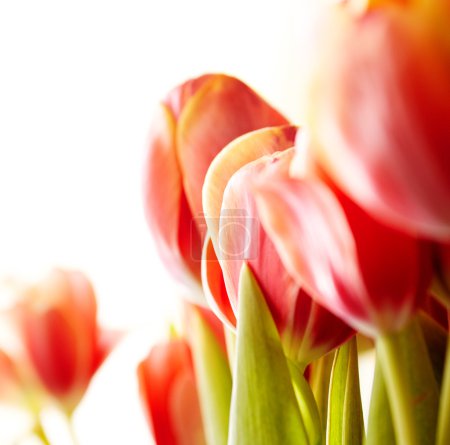 Beautiful bouquet of red tulips