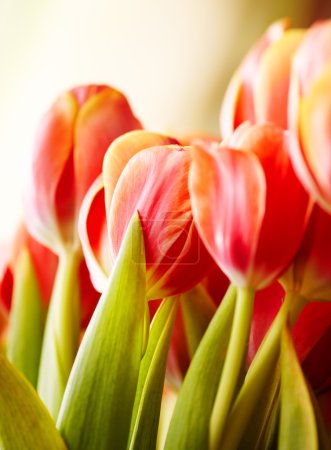 Beautiful bouquet of red tulips