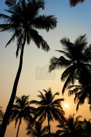 Palms and sun, tropical sunset taken in Goa, India