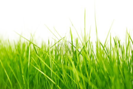 green grass background