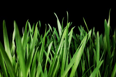 green grass background