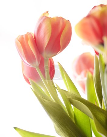 Beautiful bouquet of red tulips