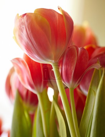 Beautiful bouquet of red tulips