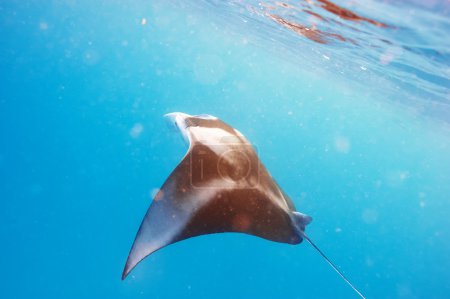 Manta ray floating underwater 