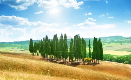 Trees in Val d'Orcia, Tuscany