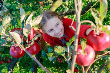 Orchard - girl picking red apples into the basket