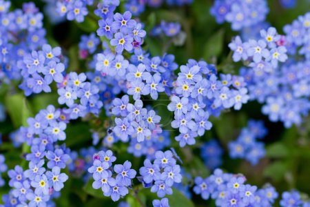 Spring garden, spring flowers - Forget me not flowers