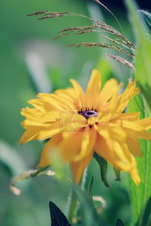 Summer garden - Yellow Rudbeckia in flowers garden
