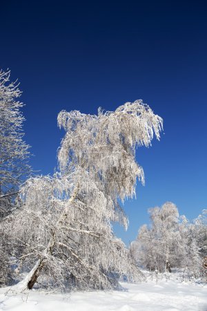 Winter trees in Beskid mountains, Poland