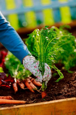 Gardening - First crop of organically grown carrots