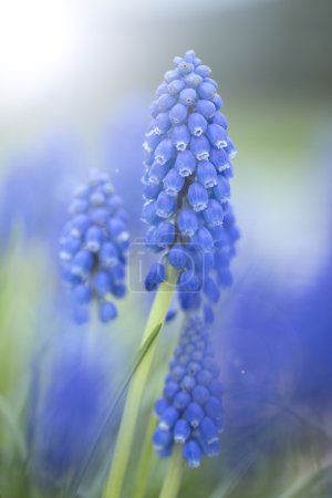 Spring flowers - Blue Muscari flowers, grape hyacinth