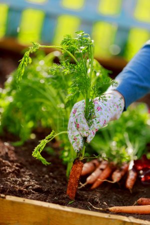 Gardening - First crop of organically grown carrots