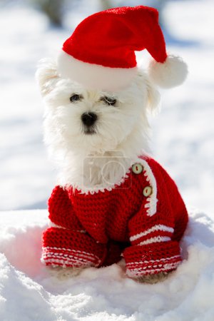 Christmas puppy, winter portrait of Maltese puppy