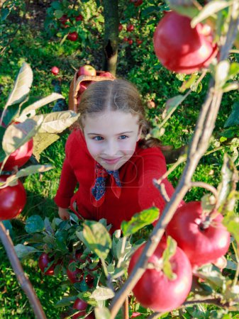 Orchard - girl picking red apples