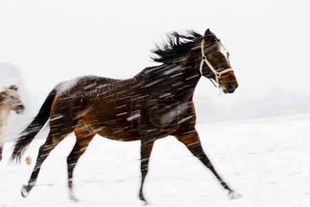 Horses in winter