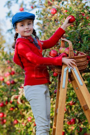 Apple orchard -  girl picking red apples into the basket