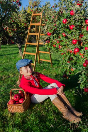 Apple orchard -  girl picking red apples into the basket