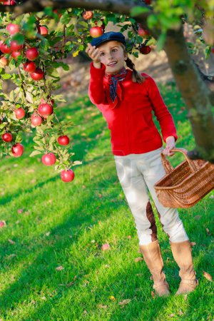 Orchard - girl picking red apples into the basket
