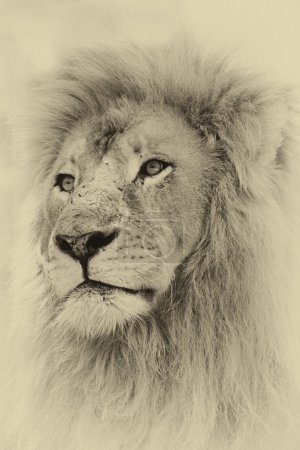 Sepia Toned Lion Face