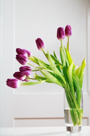 Beautiful purple tulips 