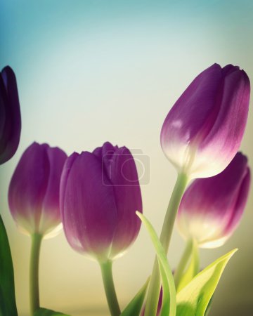 Purple Tulips