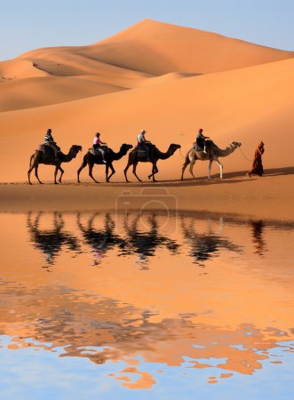 Camel Caravan in Sahara Desert