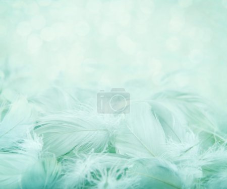 Fluffy feathers on turquoise blurry background