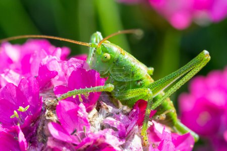 Green grasshopper on pink flower