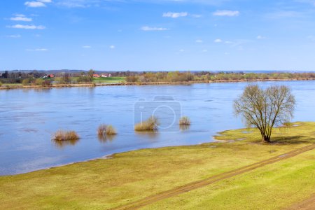 Vistula river scenery with single tree