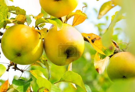 Apples on a Branch. Growing Organic Apple