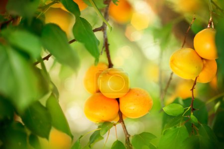 Apricot Growing. Ripe Apricots in Orchard. Organic Fruits