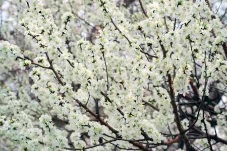 Beihai Park cherry blossom
