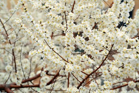 Beihai Park cherry blossom