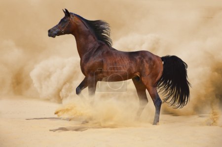 An Arabian stallion