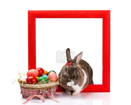 rabbit with  eggs  in  frame