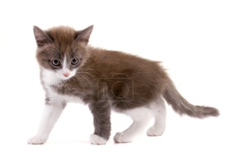 beautiful two-coloured kitten