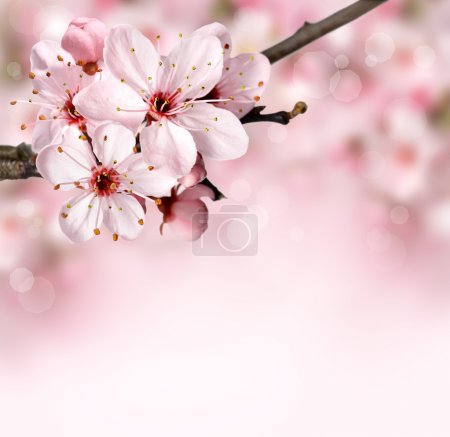 Spring blossom  flowers