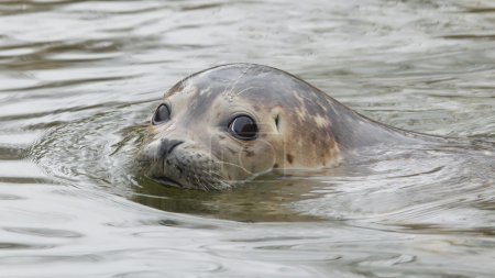 Grey seal swimming