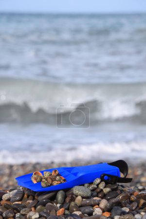 Flipper with seashell on stony beach