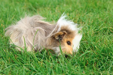 Guinea pig on grass