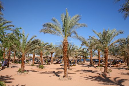 Palm sand beach