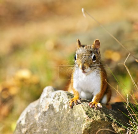 Cute red squirrel closeup