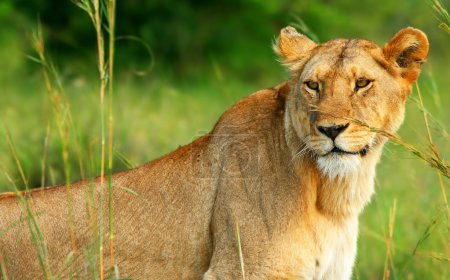 Beautiful wild africam lioness