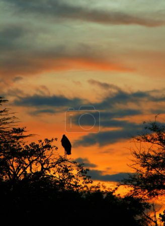 Marabou stork sleeping on the tree branch