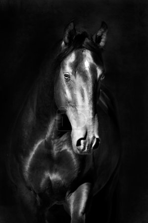 Black kladruby horse portrait in the darkness